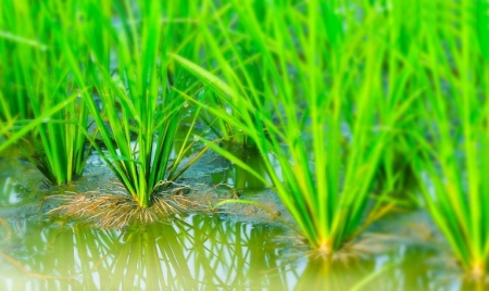  Bón thúc đúng thời điểm giúp lúa xuân đẻ nhánh khỏe, tăng năng suất