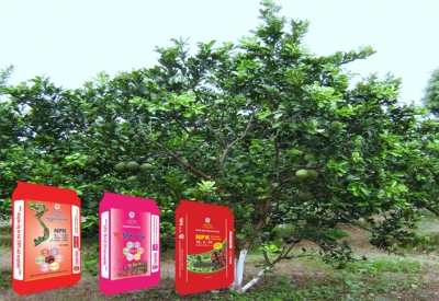 Phân bón Doanh Nông – Bí quyết cho vườn cây có múi phát triển bền vững