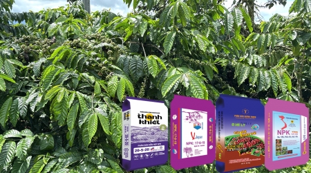  Bón Kali cao cuối mùa mưa – Kỹ thuật then chốt cho cà phê