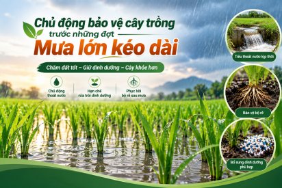  Chủ động bảo vệ cây trồng trước những đợt mưa lớn kéo dài