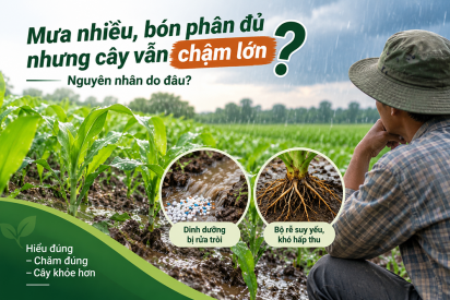 Bón phân mùa mưa: Vì sao cây vẫn chậm phát triển?
