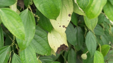  Cảnh báo sâu bệnh hại cây trồng tại Tây Nguyên, khuyến nghị phòng trừ hiệu quả cùng Phân bón Doanh Nông