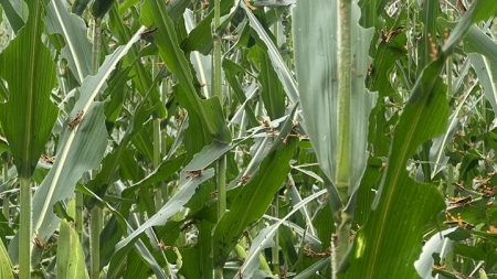 Cảnh báo sâu bệnh hại cây trồng và khuyến nghị phòng trừ vụ Đông Xuân 2024–2025